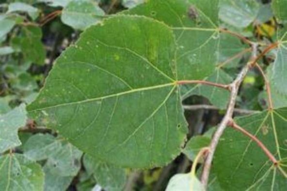 Aspens lapas ārstnieciskai infūzijai